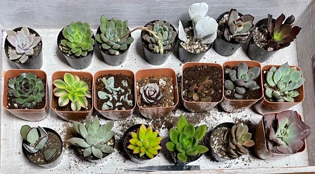 多肉植物 おまかせポット苗 セット（20株）アソート セット set