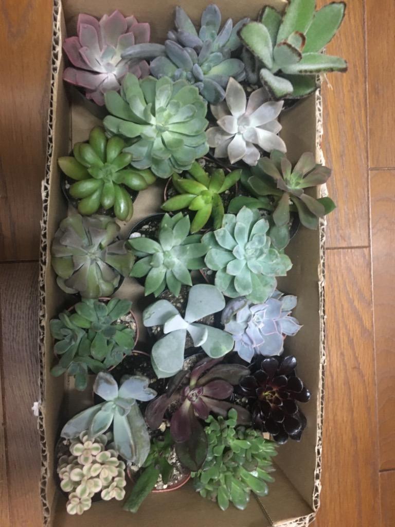 多肉植物 おまかせポット苗 セット（20株）アソート セット set