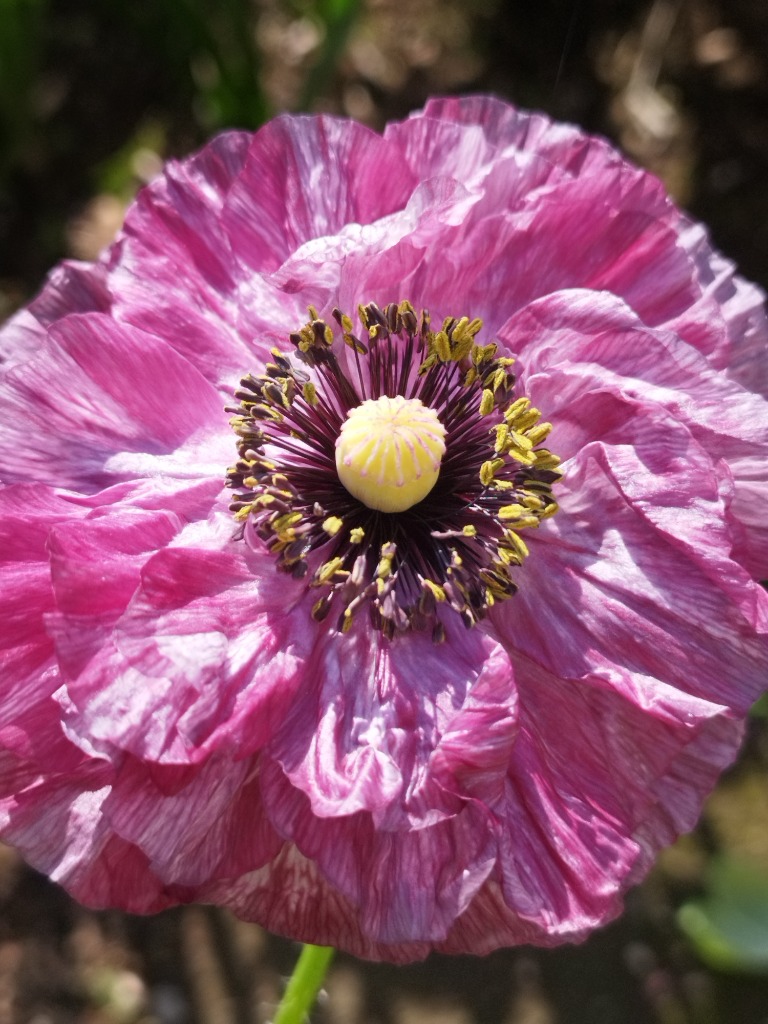 種 花たね ポピー 虞美人草 ラズベリーリップル 1袋(60mg) / 花のたね 花の種 花種 : 2019n-p7-0001 : 花と緑 国華園 -  通販 - Yahoo!ショッピング