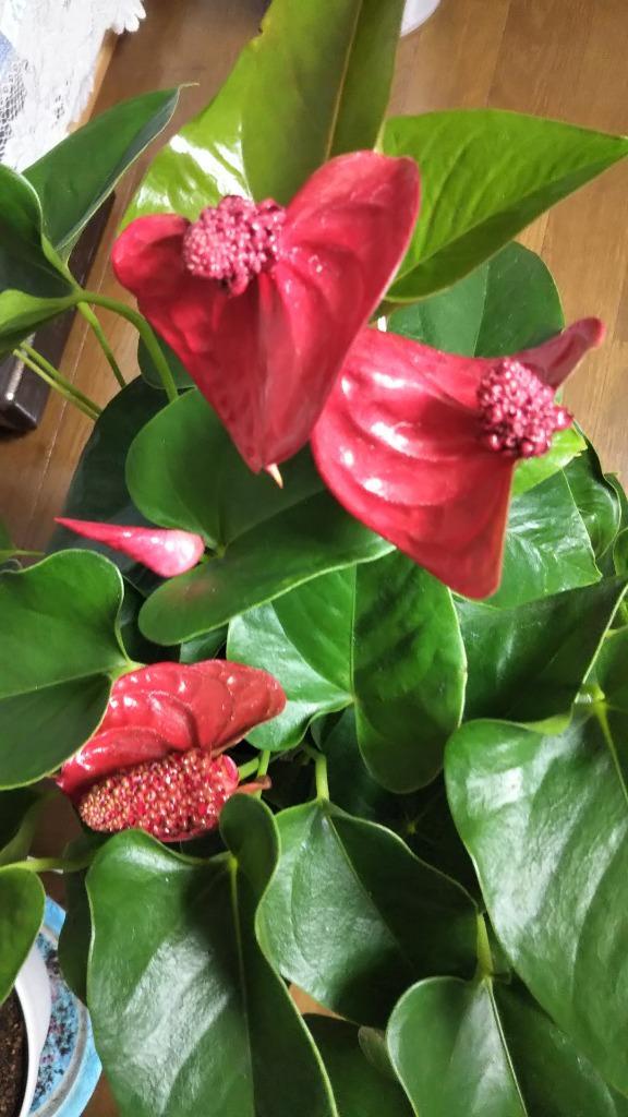 観葉植物 アンスリューム 6号鉢 1鉢送料無料（赤またはピンク花色見計らい） :2020-pori-0906:花と緑 国華園 - 通販 -  Yahoo!ショッピング