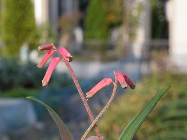 メール便配送] 秋植え球根 ラケナリア グラウシナ 1袋(3球) :2020-pori-0998:花と緑 国華園 - 通販 - Yahoo!ショッピング