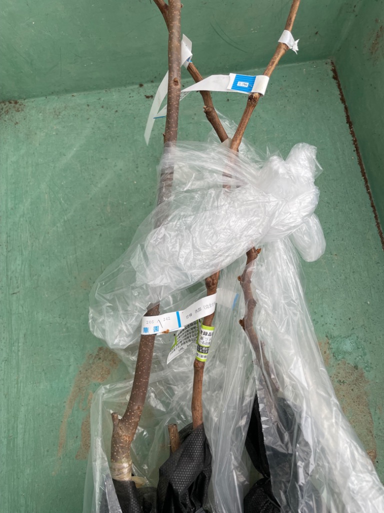ブドウ 安芸クイーン 挿木苗 1株 果樹苗 国華園 : 花と緑 国華園