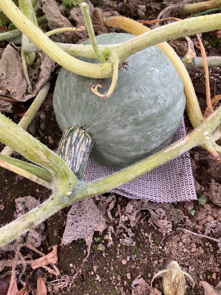 種 野菜たね 秋どり カボチャ F1白キントン 1袋（5ml） 露地抑制