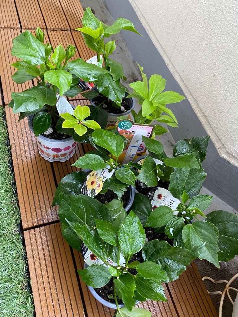 ハイビスカス　苗　大輪　黄色　イエロー　花木　1苗　限定品　観葉植物 Amazon.co.jp: ITANSE ハイビスカス イエロー 4号 1個売り