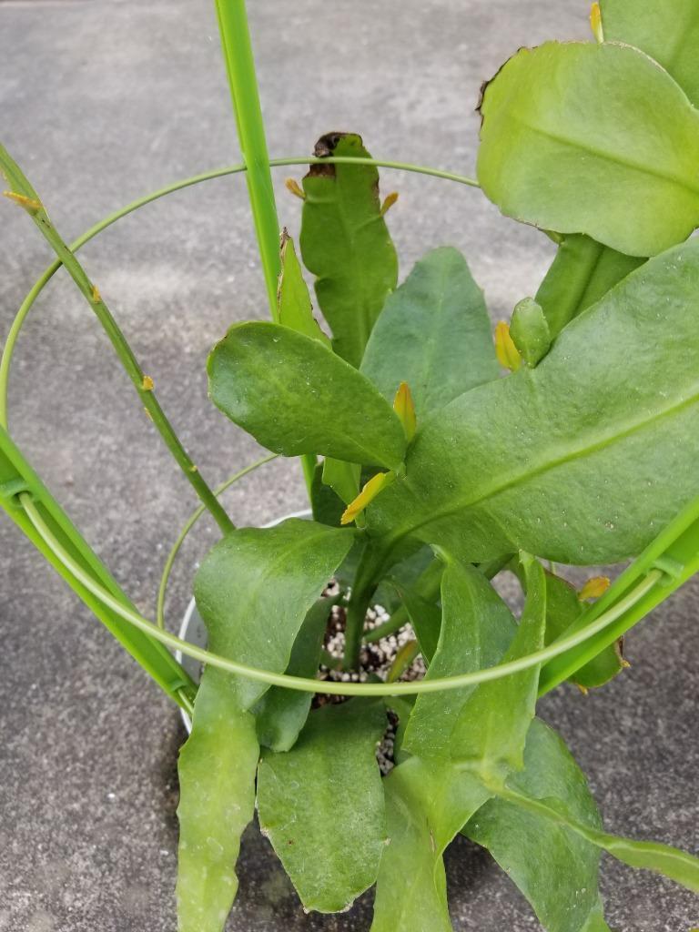 【土日お値下げ】月下美人、観葉植物 開花寸前の花芽付き 黒鉢、6株(60cmほど 612tNvyZalL._UF350,350_QL50_.jpg