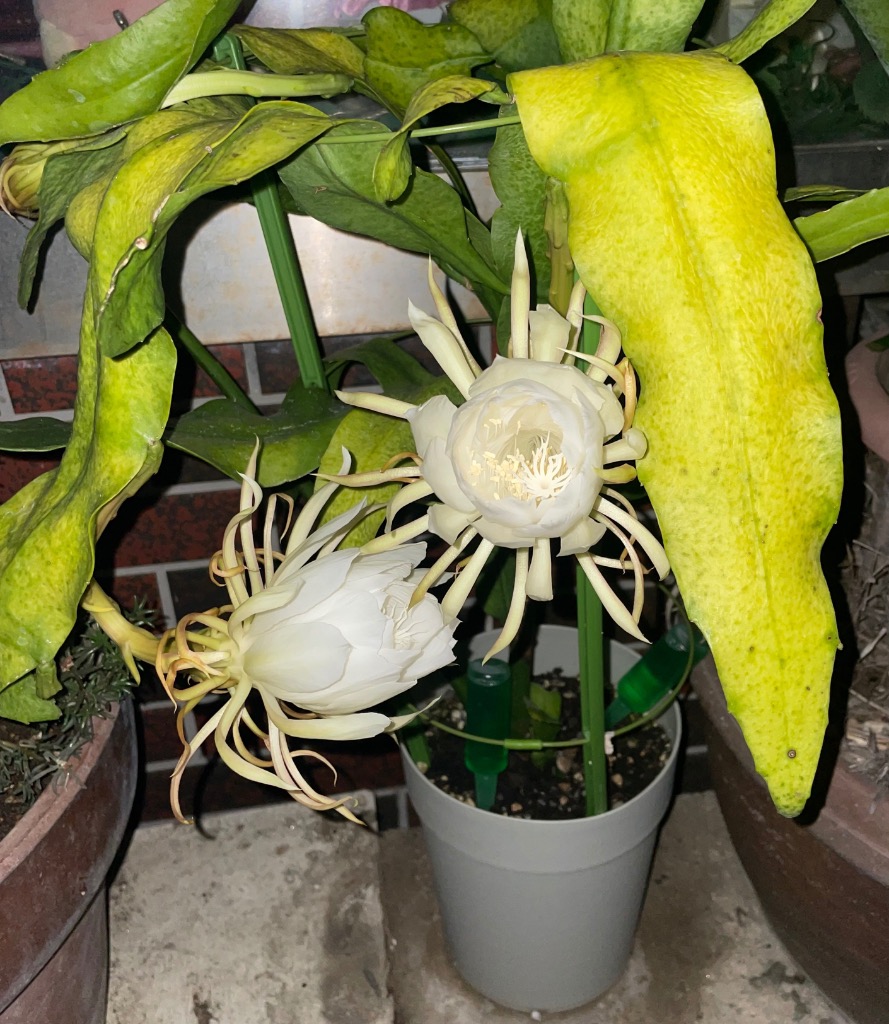 鉢花 月下美人 6号鉢 1鉢 送料無料 : 花と緑 国華園 - 通販