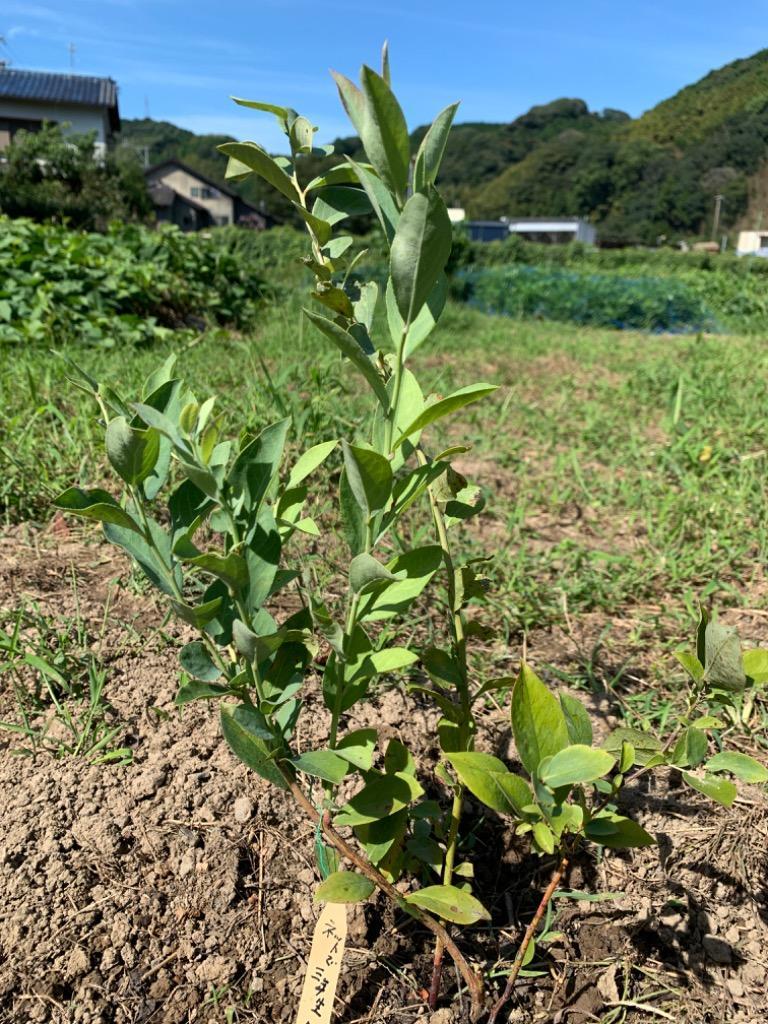 ブルーベリー 苗木 苗 ブライトウェル 挿木3年生苗 1株 ラビット