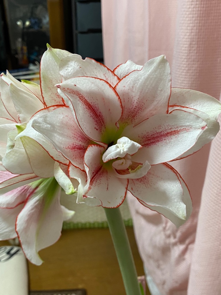 アマリリス球根 蕾付き 4種4球セット