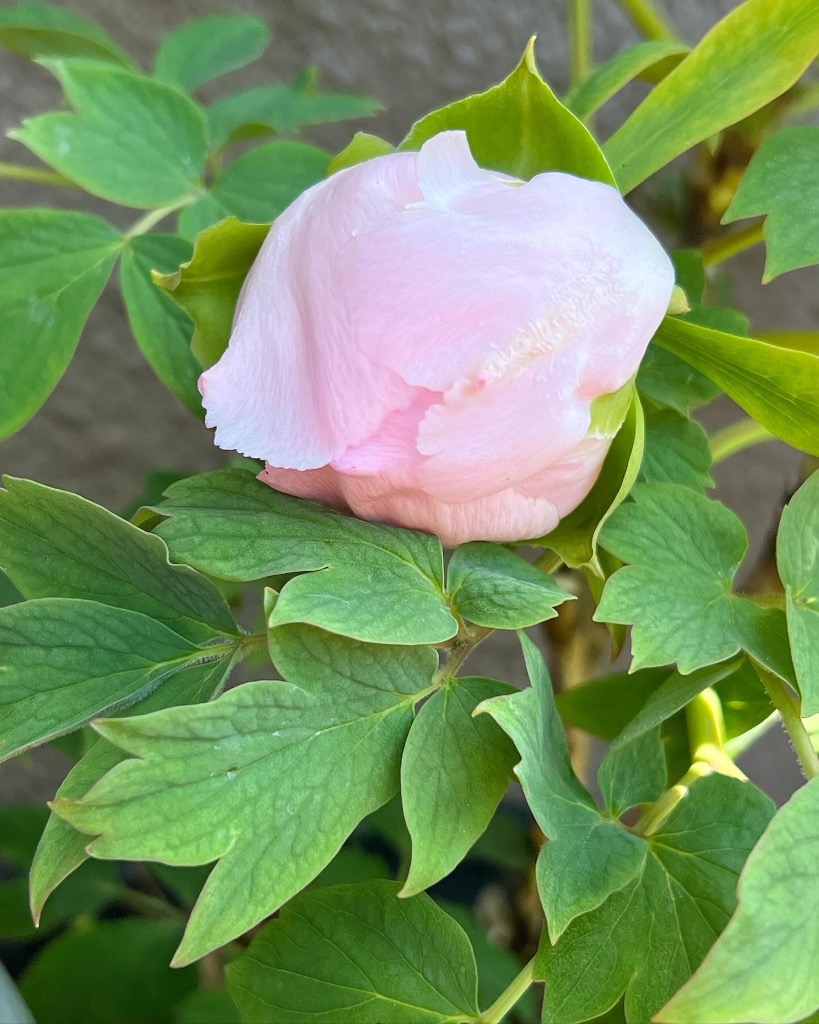 牡丹 苗 苗木 金晃 1株 / きんこう 中輪 牡丹苗 牡丹の苗 ボタン