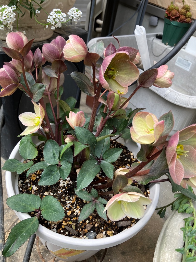 花苗 クリスマスローズ スノーローズ ピンクフロスト 1株 / 花の苗