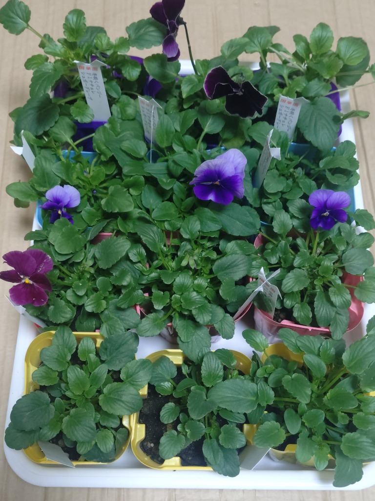 【入園グッズ】パンジーフラワー〜purple〜　5点セット 入園入学5点セット — COLORFUL CANDY STYLE