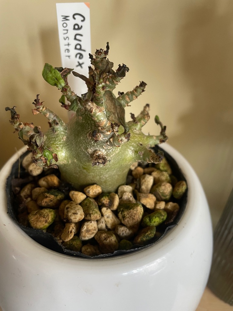 アデニウムアラビカム 'ゴッチ'②塊根 コーデックス 多肉植物