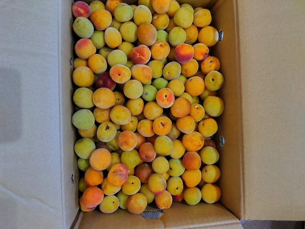 和歌山県産 紀州南高梅 4Ｌ 10kg nankoume_jyuku.jpg
