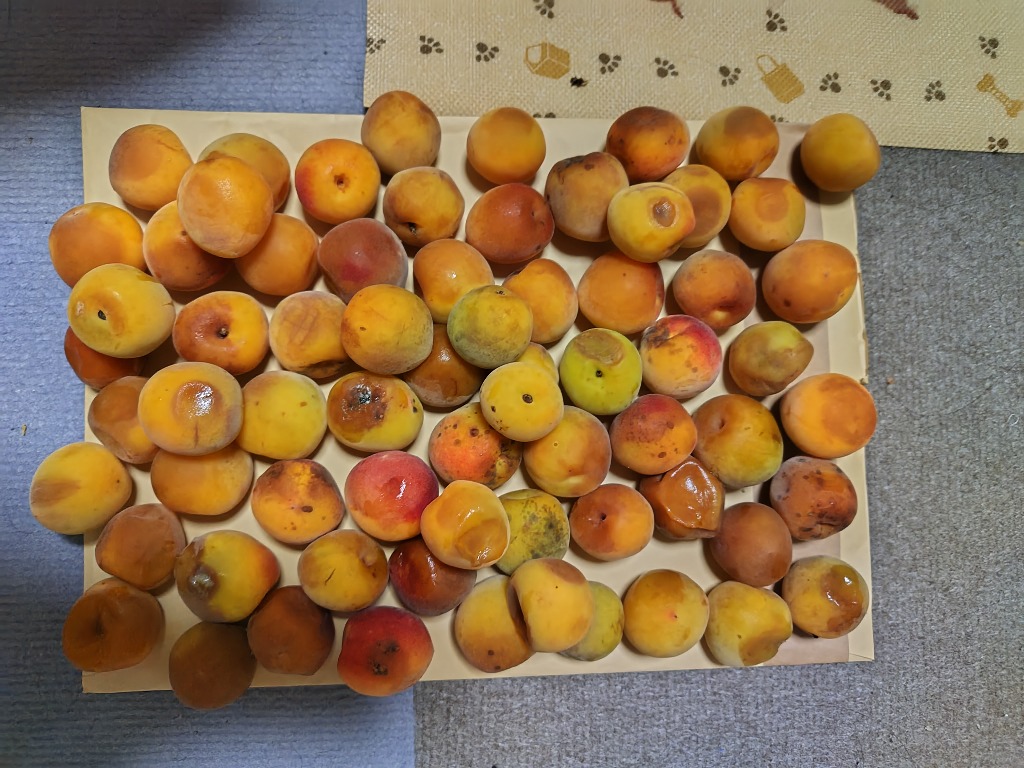 ★和歌山県産[紀州南高梅]‼️紅‼️10kg最高級品種‼️希少‼️ 紀州・和歌山産 ”南高梅 完熟” 秀品 4L 約10kg【予約 6月以降