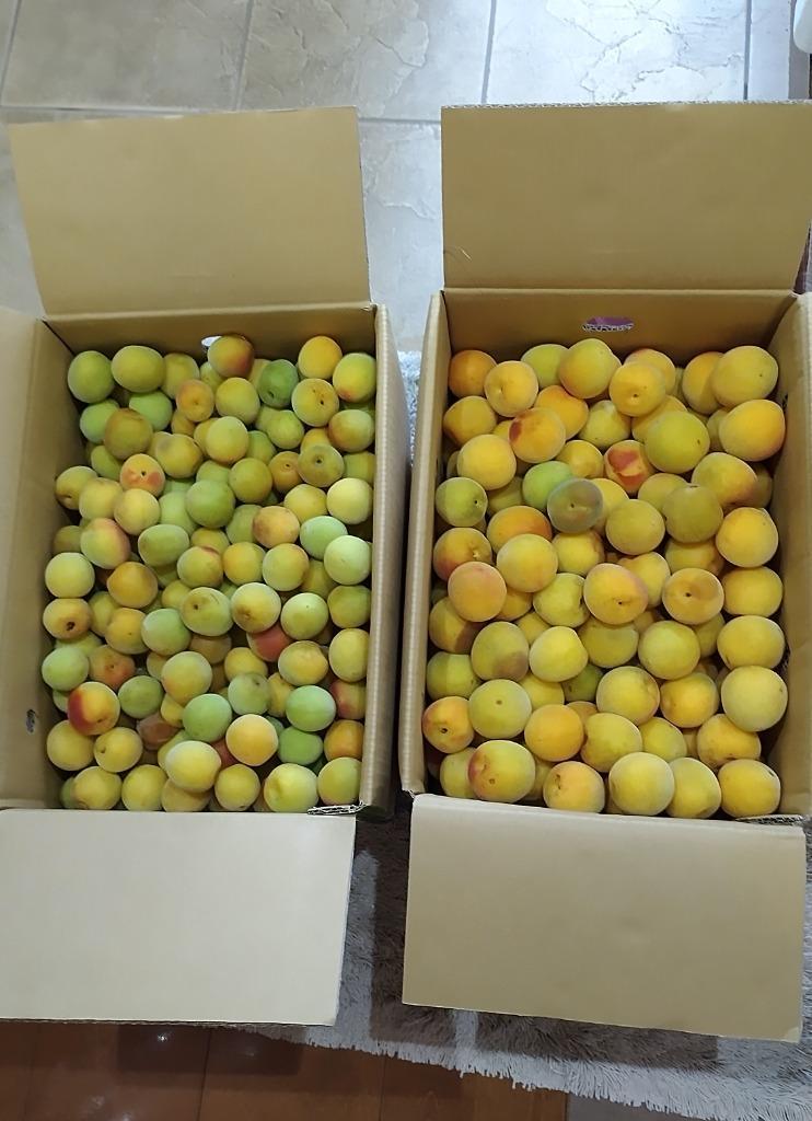 和歌山県産　紀州南高梅　大粒　良品　10キロ 梅 紀州南高梅【熟梅】 10kg 和歌山産 冷蔵便 送料無料 食品