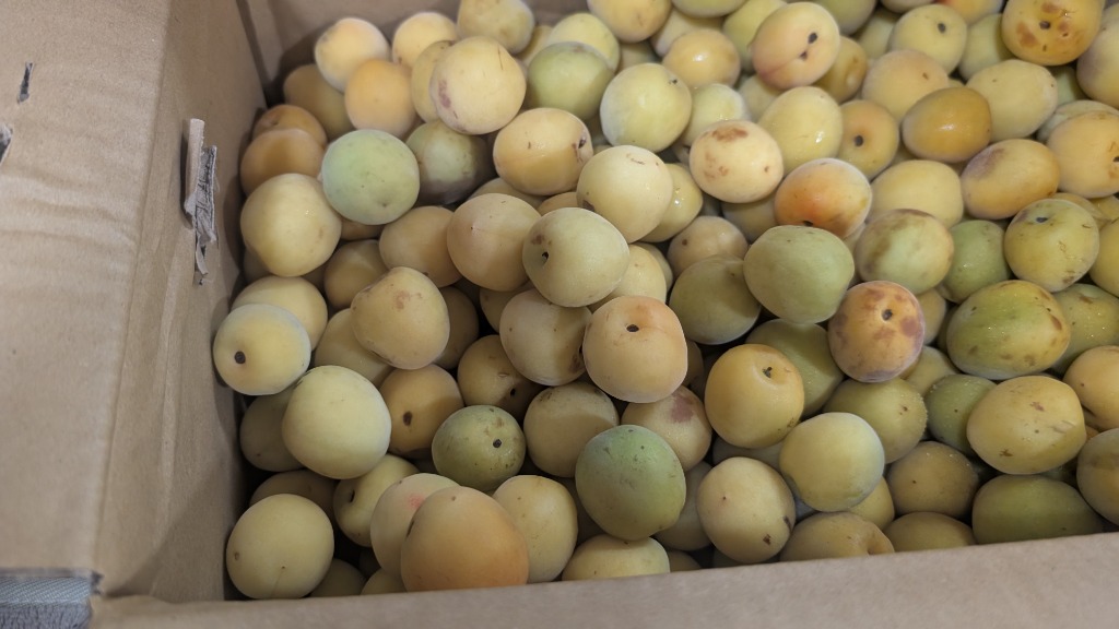 朝摘み本場紀州南高梅！10kg 良品！ 紀州・和歌山産 ”みなべ南高梅 熟梅” 秀品 L 約10kg【予約 6月