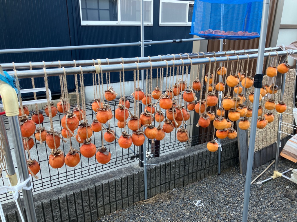 柿 10kg 高瀬柿 【干柿用渋柿】 熊本産 送料無料 食品 : 花と緑
