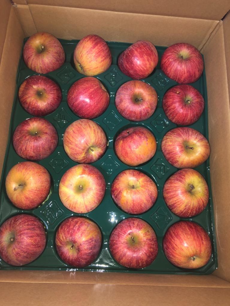 りんご 10kg 山形産 みちのくふじ りんご（24〜54玉）リンゴ サンふじ 