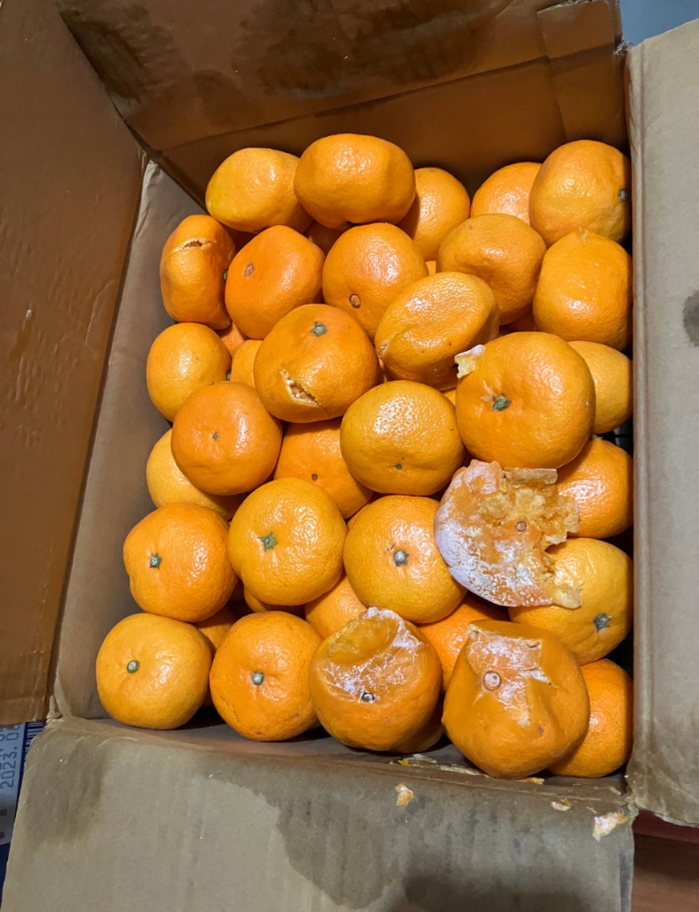 みかん 10kg 大特価みかん 熊本産 ご家庭用 送料無料 食品 : 花
