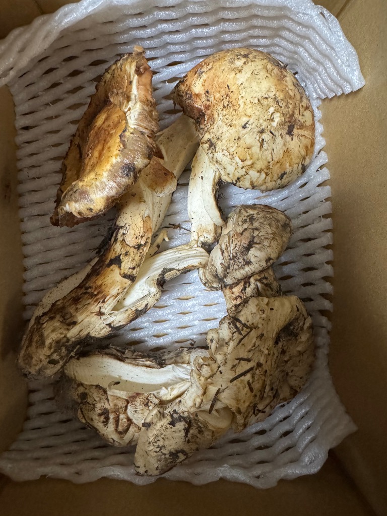 松茸 約500g 北米産 冷蔵便 ご家庭用 送料無料 食品 : 食みらい