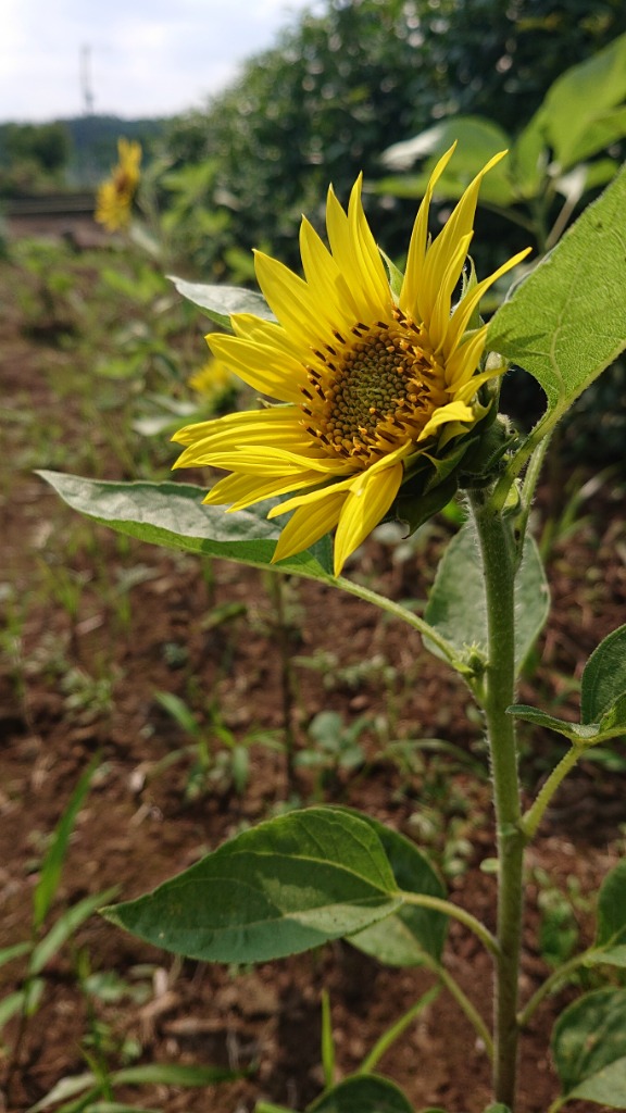 種 花たね ひまわり トポリーノ 1袋（500mg) / 花種 向日葵 花の
