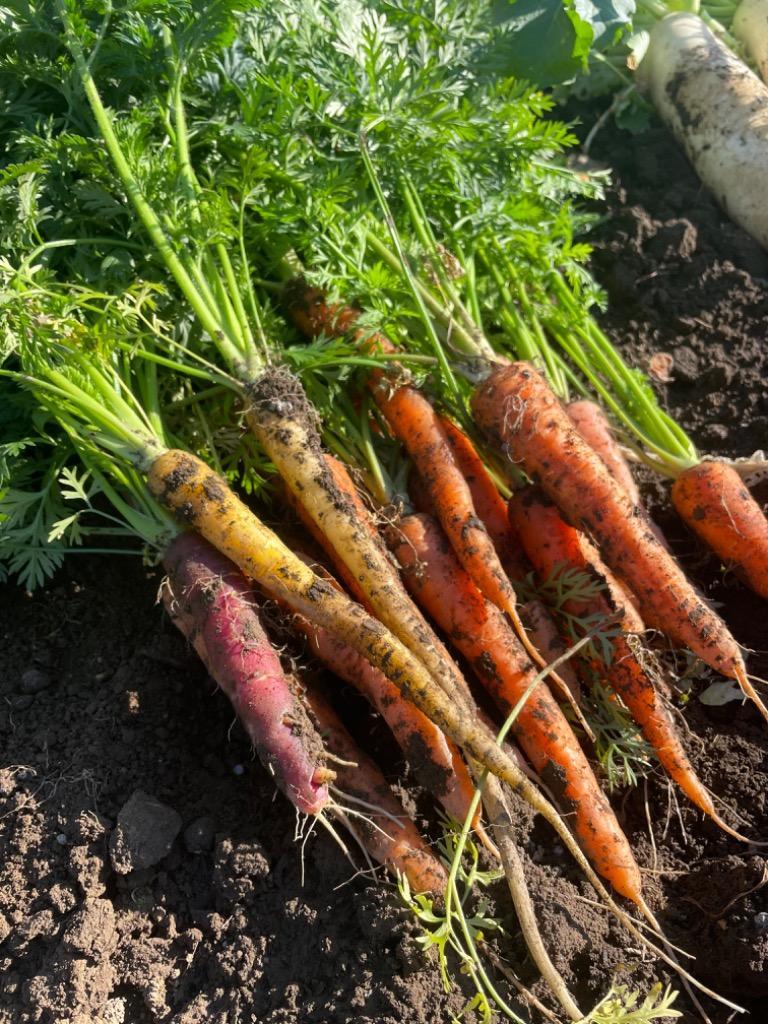 種 野菜たね ニンジン 新黒田五寸人参 1袋（8ml） ごすんにんじん 人参