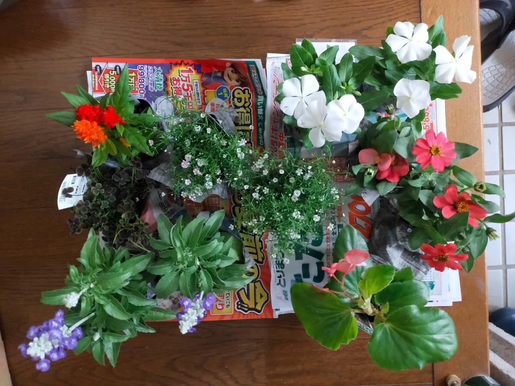 送料無料】プレゼント付！花苗 セット10株＋１ 福袋 フラワー 花壇 花 送料無料 苗物 寄せ植え 宿根草 多年草 一年草 庭 手入 れ 店舗花壇  苗セット :10000178:ここなぎ - 通販 - Yahoo!ショッピング