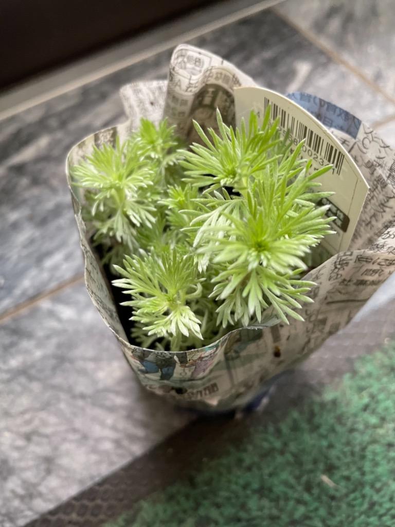 ◇アサギリソウ 朝霧草 苗 9センチポット : ここなぎ - 通販 - Yahoo