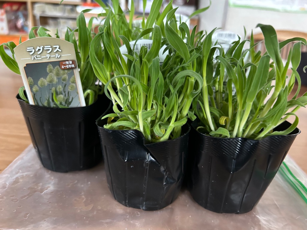 レア産地 オニバスの幼苗 ３苗セットの出品です オニバスファームから発送 レア産地 オニバスの幼苗 3苗セットの出品です オニバス