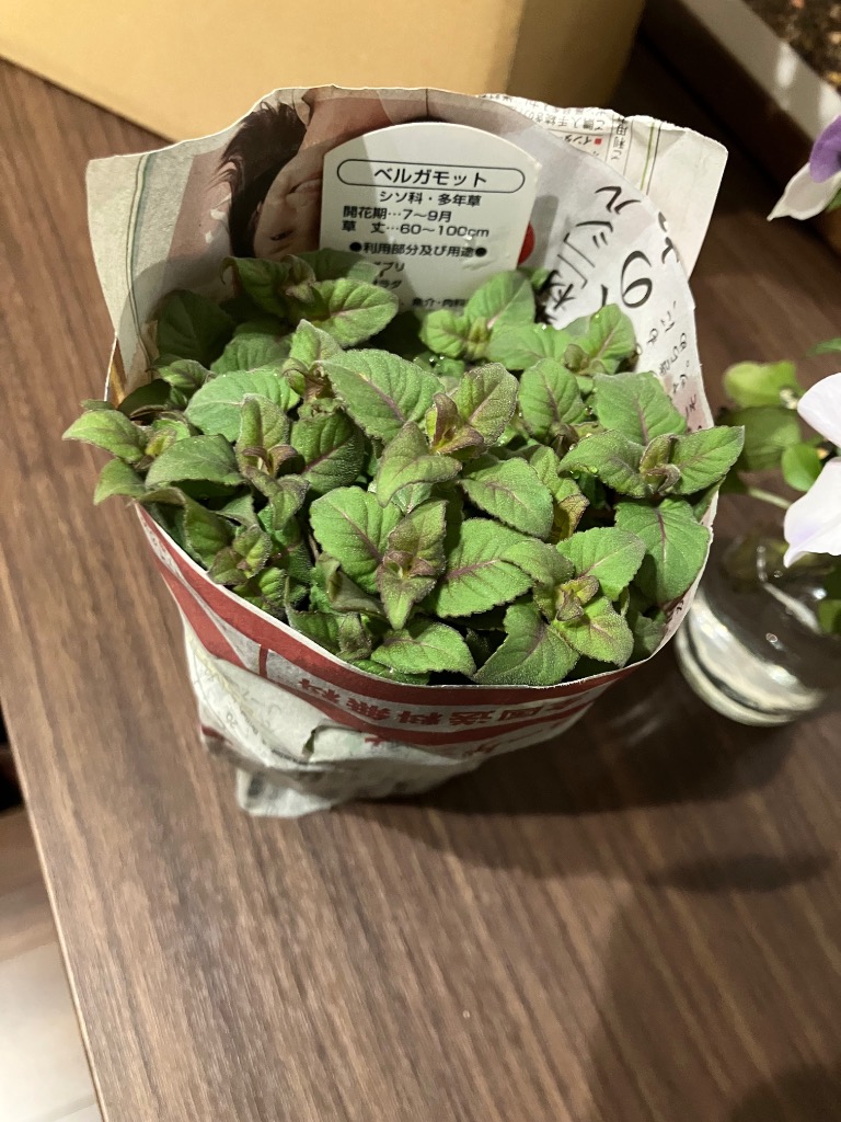 ベルガモット (モナルダ) 苗 9センチポット 3号 : ここなぎ - 通販