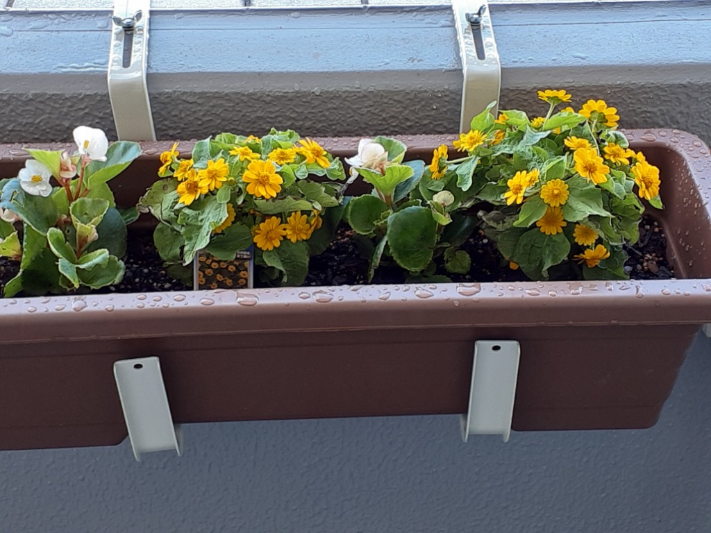 送料無料】花苗 セット20株 福袋 フラワー 花壇 花 送料無料 苗物 寄せ