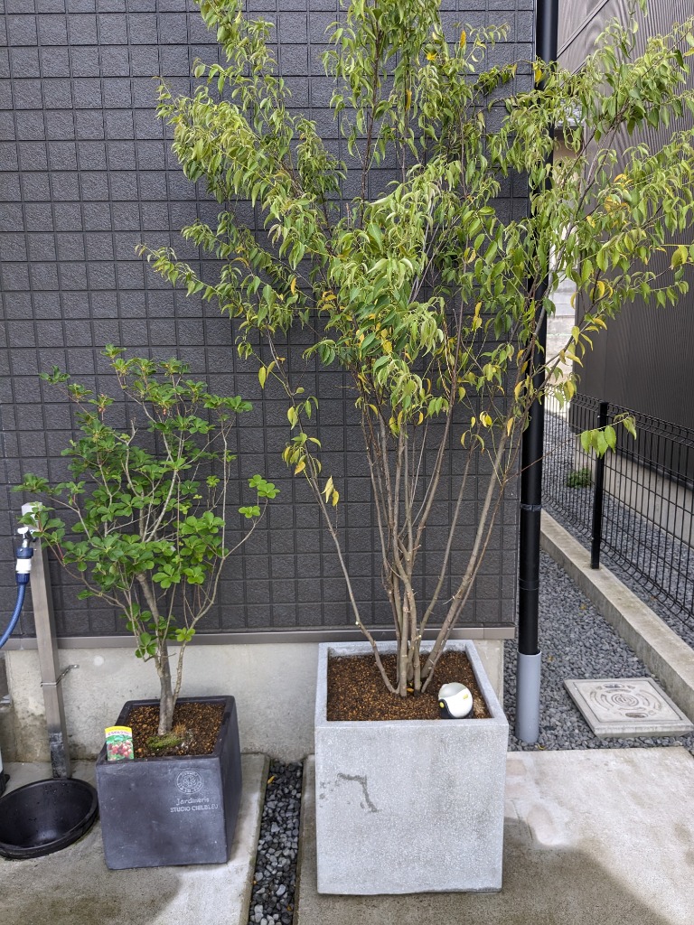 ハイノキ 株立 樹高1.5m以上 : コメリドットコム - 通販 ハイノキ 株立 樹高1.5m以上 : コメリドットコム - 通販