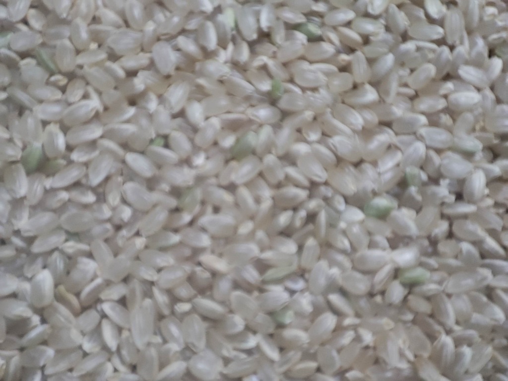 新米・令和元年新潟コシヒカリ 玄米25㌔小分3袋 精米無料☆農家直送色
