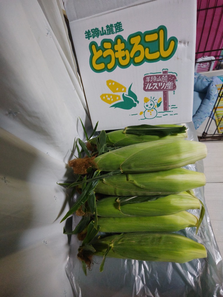 【朝取り】近藤農園直送 北海道羊蹄山麓産 味来 とうもろこし 約5kg