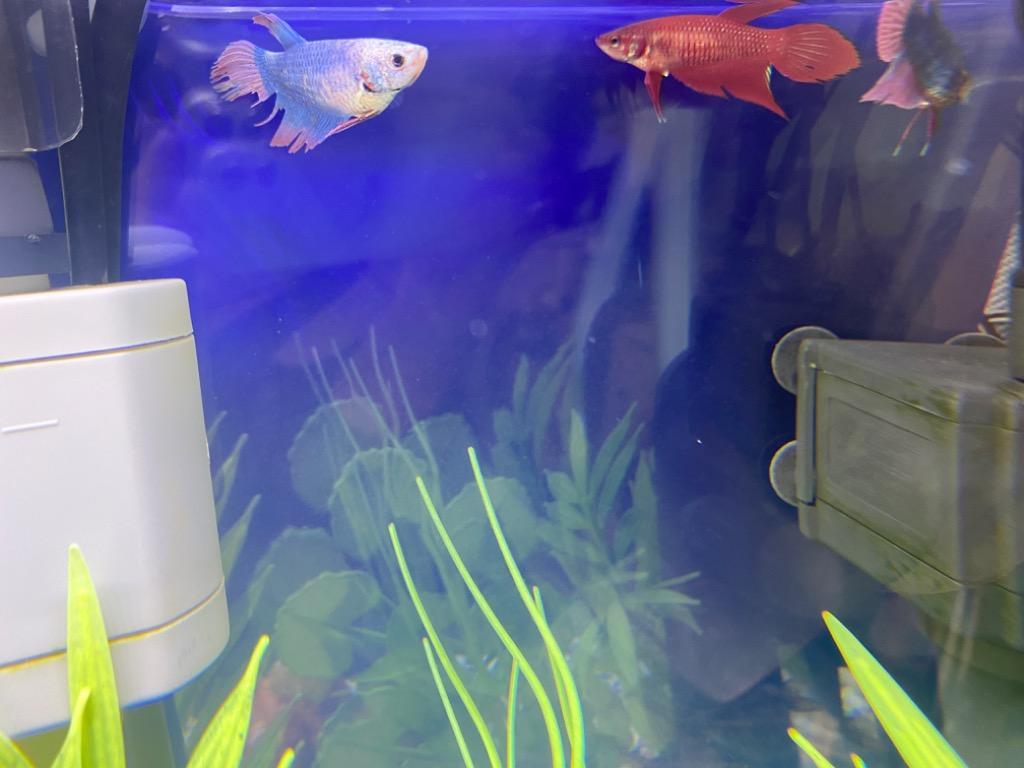 レビュー画像