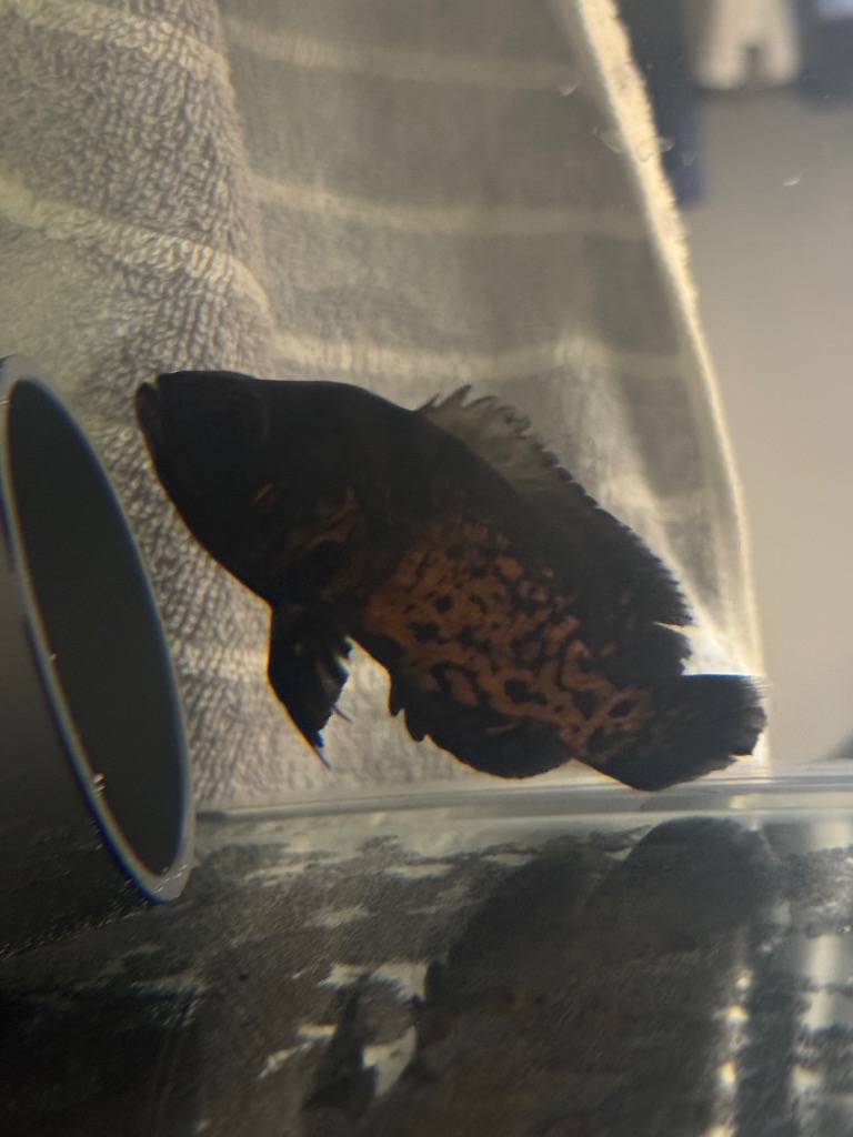 熱帯魚 ルビーレッドオスカー 1匹 約7-10cm ※カラー/雌雄の指定不可