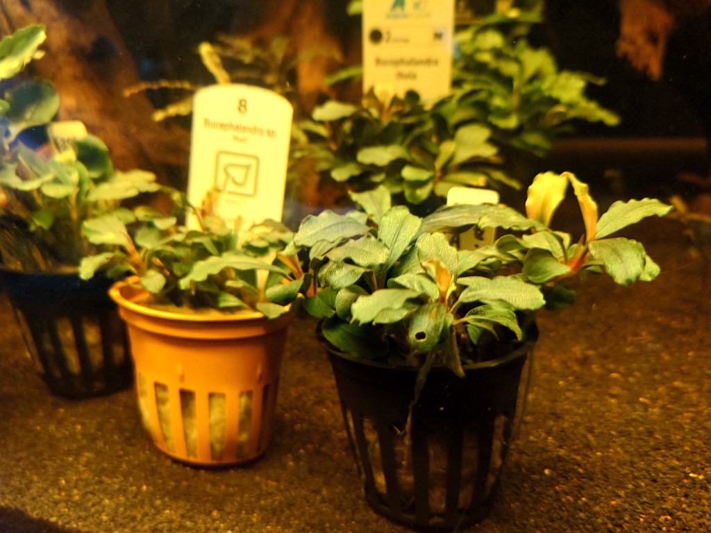 水草 ブセファランドラ SP. ブラウニーゴースト KAPUAS HULU POT