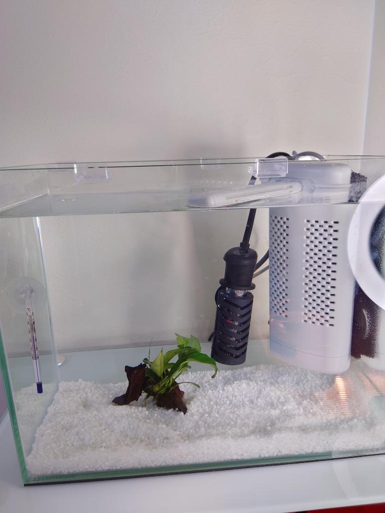 水草 アヌビアス・ナナ流木付き : 有限会社高知熱帯魚サービス