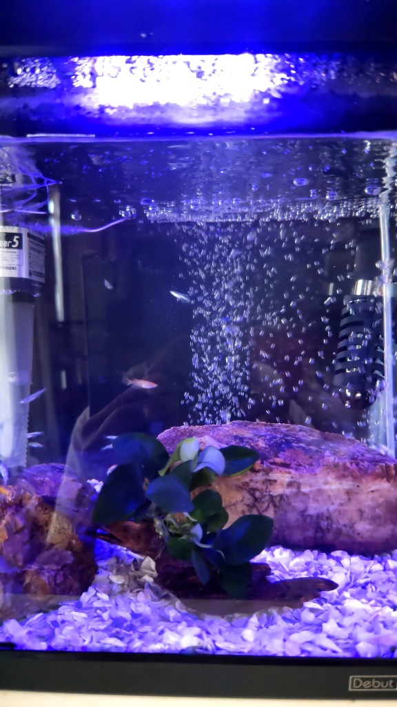 水草 アヌビアス・ナナ流木付き : 有限会社高知熱帯魚サービス