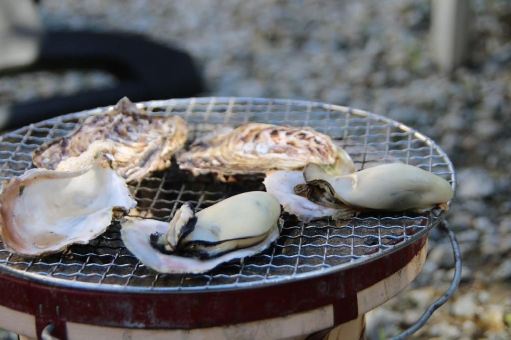 牡蠣 殻付き 生牡蠣 特大 加熱用 3kg 2kg 室津 直送 朝取れ かき