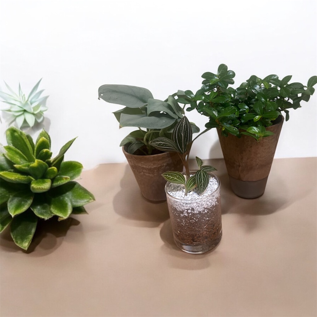ガジュマル　斑入り2種　フィカス　観葉植物　インテリア 楽天市場】（観葉植物）小さい インテリア フィカス