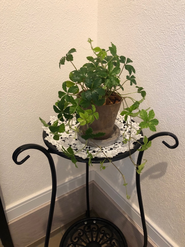 1件目のレビュー画像 | 0