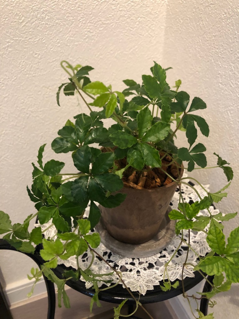 1件目のレビュー画像 | 1