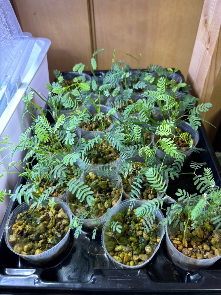 アカシア種子 500粒+ ac500 kugelfg_seeds-00072