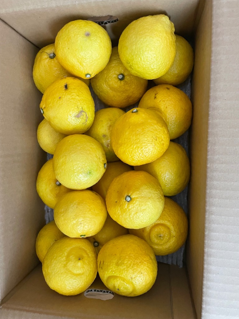 みかん はるか 送料無料 熊本県産 5kg ミカン 蜜柑 : 熊本グルメ市場