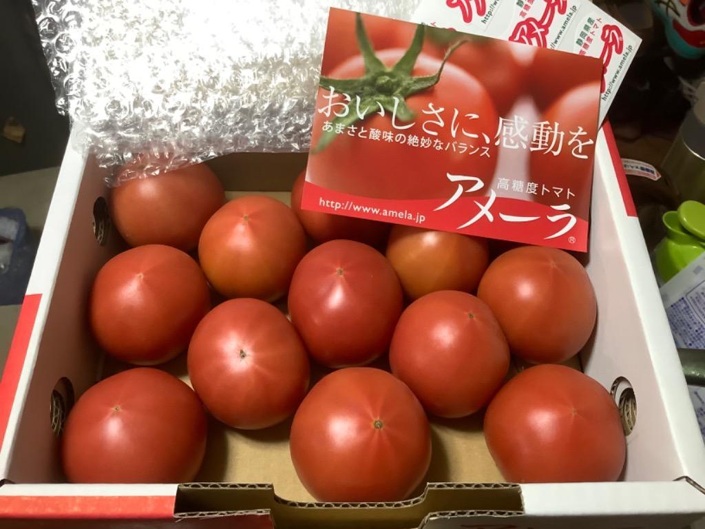 静岡県 ”高糖度フルーツトマト アメーラ” 大きさおまかせ 約1kg ほんの
