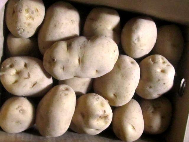 じゃがいも” 訳あり 約10kg 大きさおまかせ 産地厳選 送料無料 じゃがいも” 訳あり 約10kg 大きさおまかせ 産地厳選 送料無料