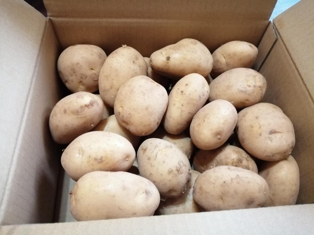 新じゃがいも” 訳あり 約5kg 大きさおまかせ 九州ほか国内産 新じゃがいも” 訳あり 約5kg 大きさおまかせ 九州ほか国内産