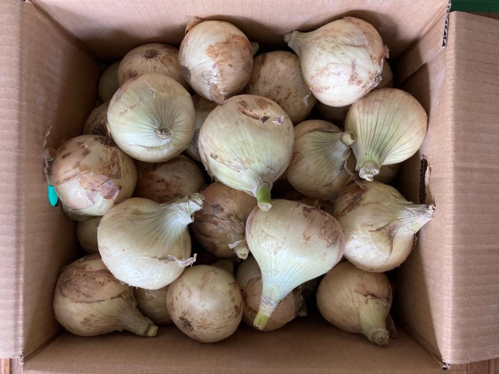 たまねぎ” 訳あり 約9〜10kg 大きさおまかせ 検品なし 九州