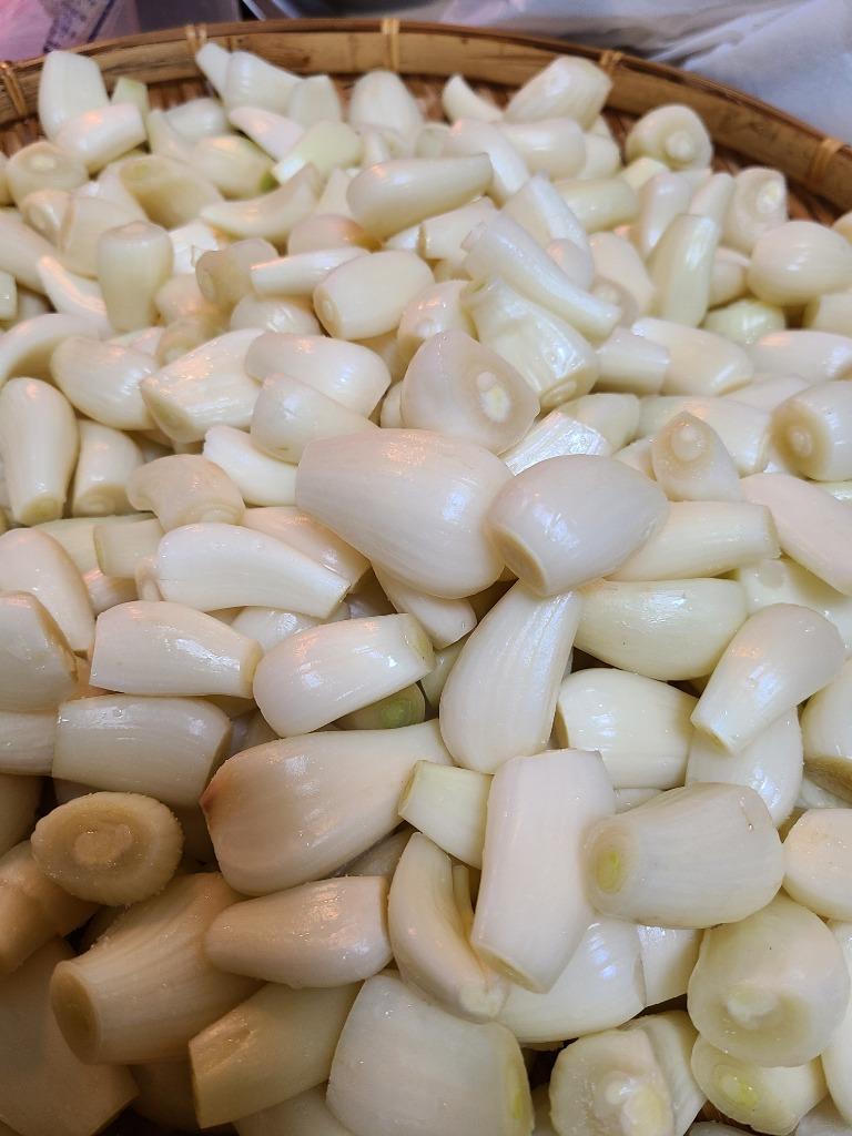 土らっきょう ”鹿児島産 砂丘らっきょう” 秀品 Mサイズ 約5kg